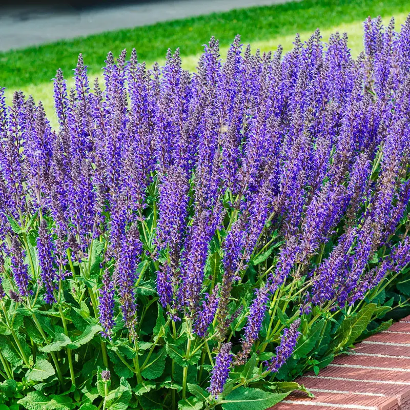 May Night Salvia - Image 2