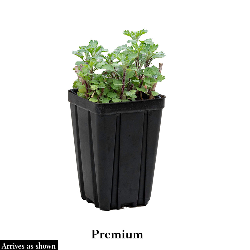 Purrsian Blue Catmint - Image 2
