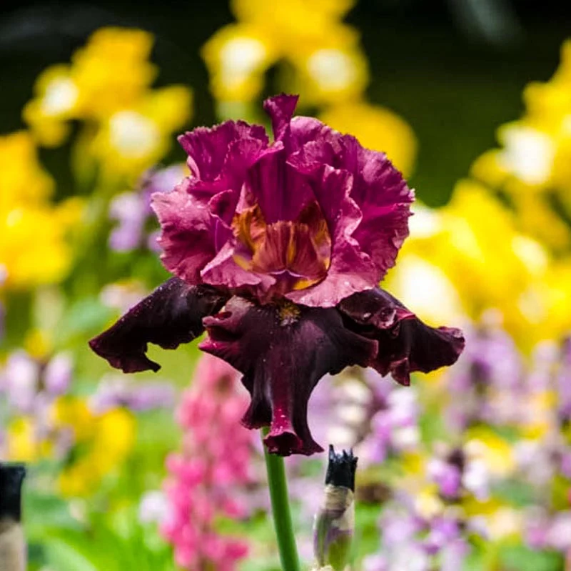 Medici Prince Iris - Image 2