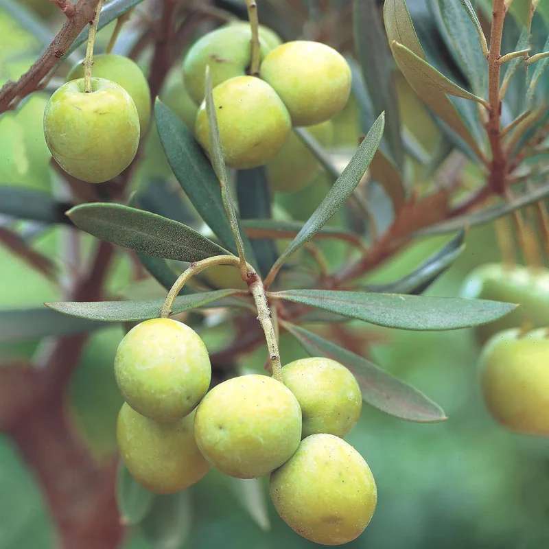 Mediterranean Olive Tree - Image 3