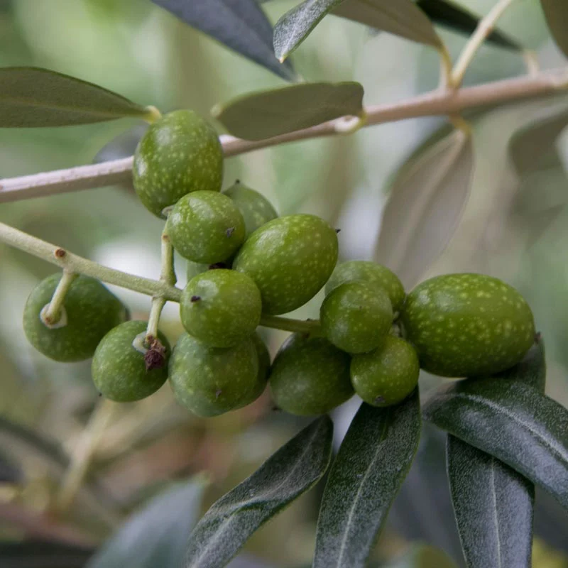 Mediterranean Olive Tree - Image 4