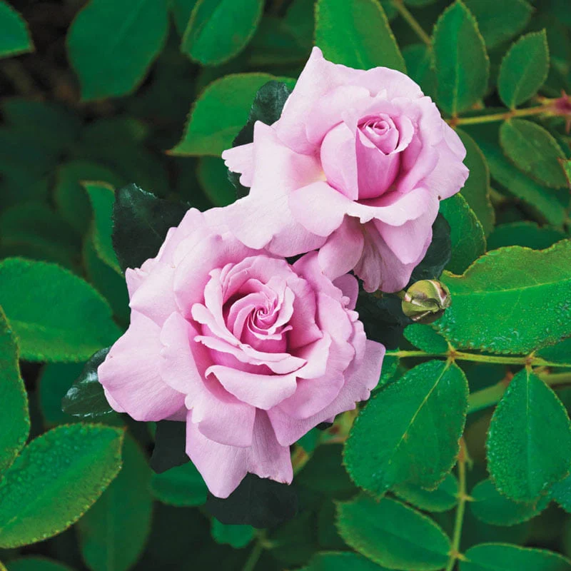 Memorial Day™ Hybrid Tea Rose