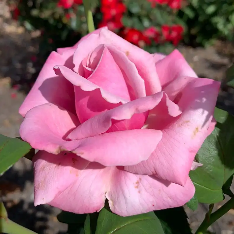 Memorial Day™ Hybrid Tea Rose - Image 2