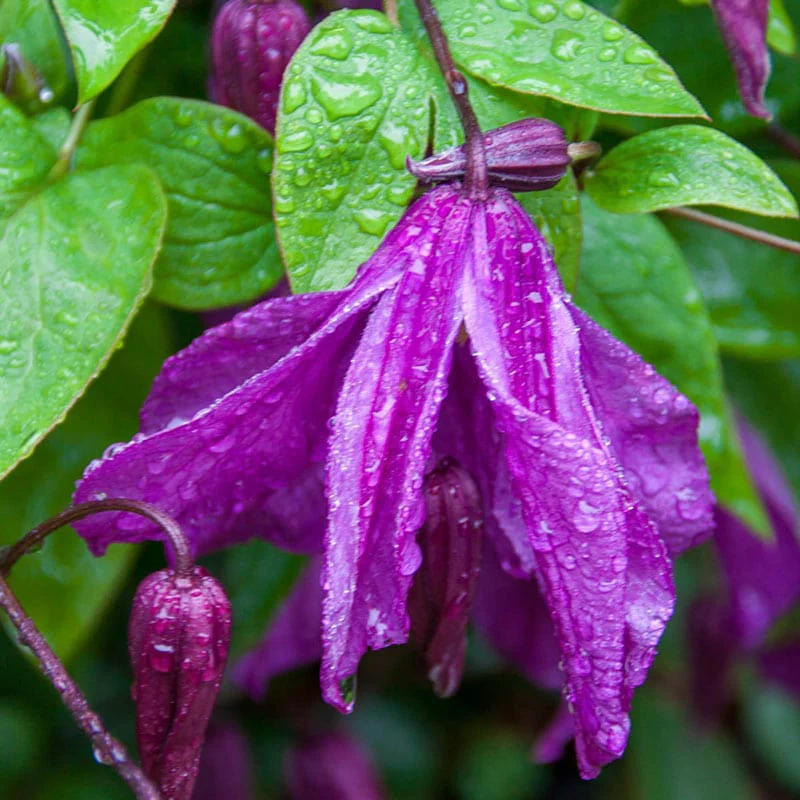 Clematis Memory of the Heart - Image 2