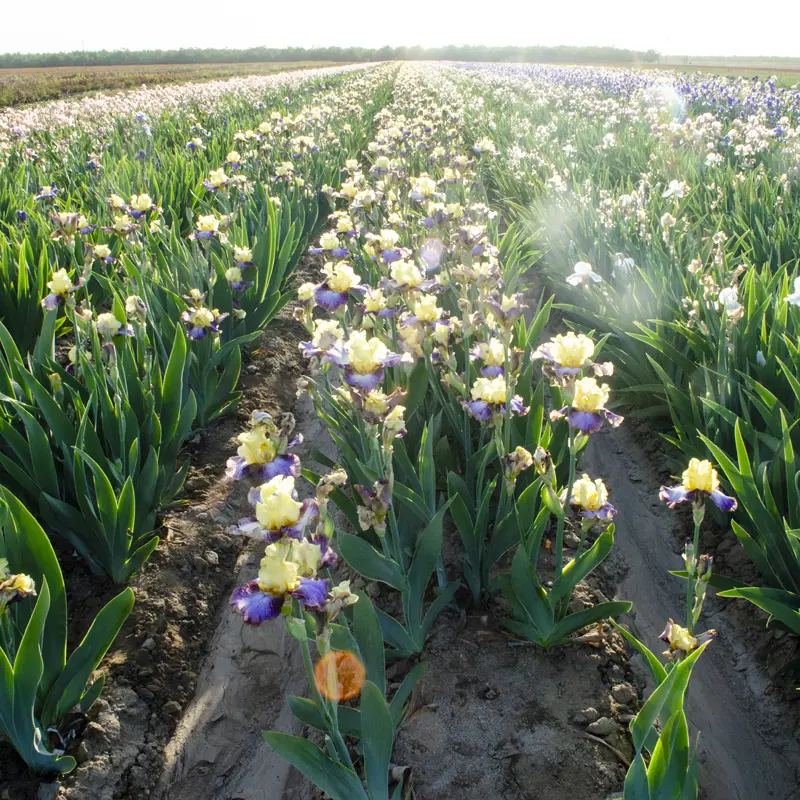 Men Are From Mars Bearded Iris - Image 2