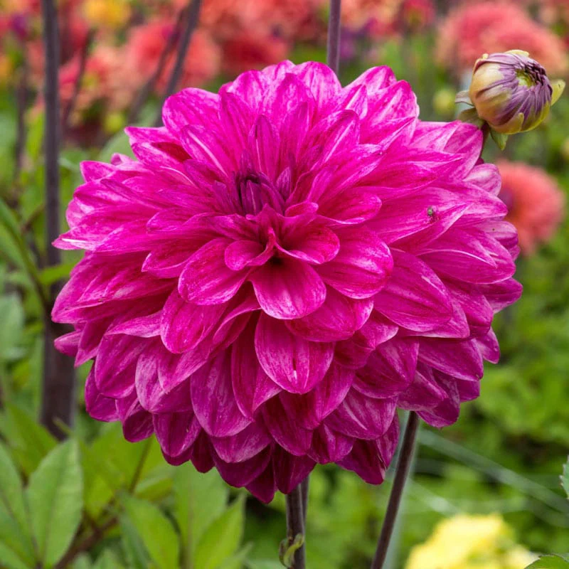 Merlot Magic Dahlia - Image 2