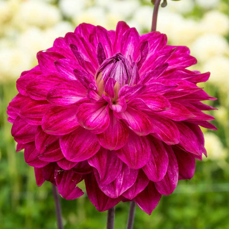 Merlot Magic Dahlia - Image 3