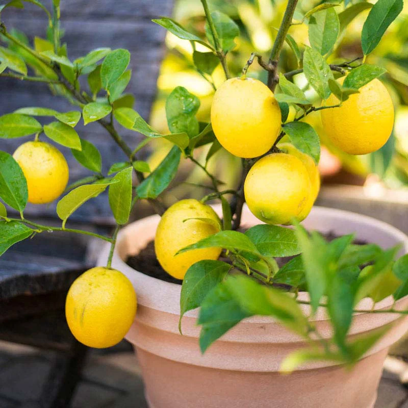 Meyer Lemon Tree Plant - Image 3