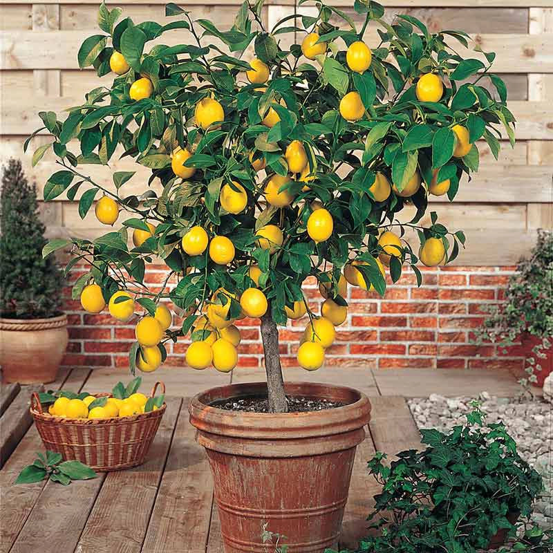 Meyer Lemon Tree Plant - Image 4