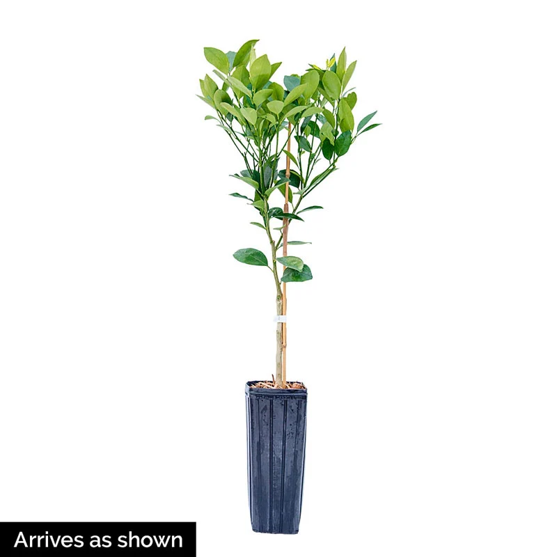 Meyer Lemon Tree Plant - Image 5
