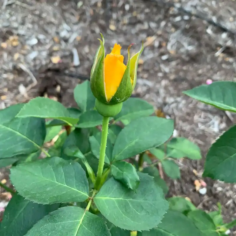 Midas Touch Hybrid Tea Rose - Image 2