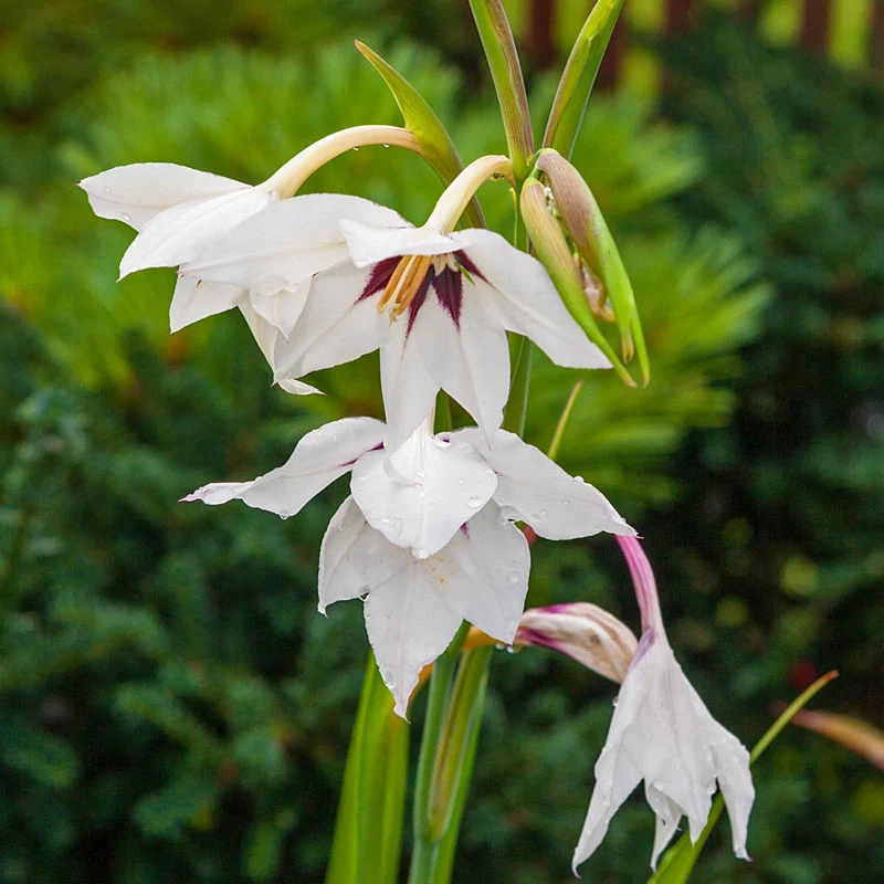 Mighty 200 Summer Bulb Garden - Image 11