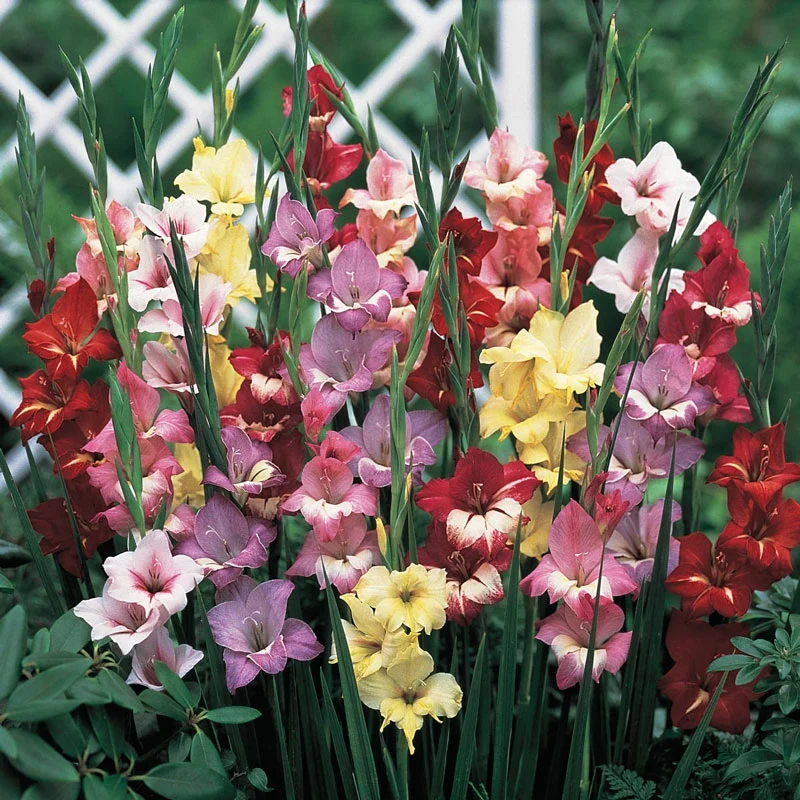 Mighty 200 Summer Bulb Garden - Image 12