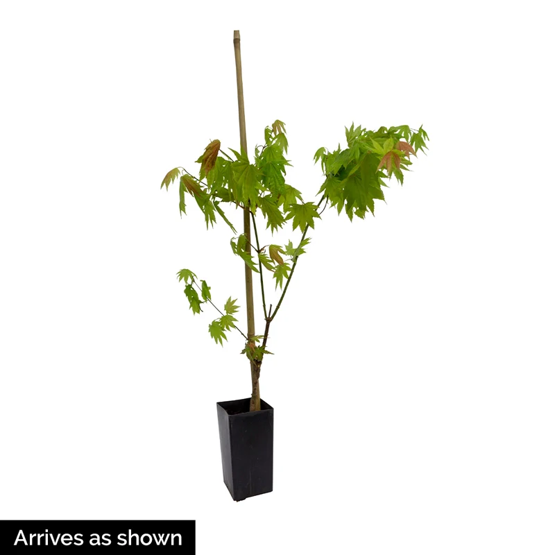 Cascadia Maple - Image 6