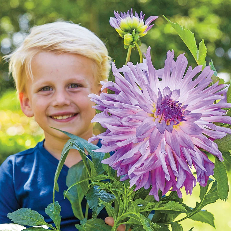 Mingus Randy Dahlia - Image 2