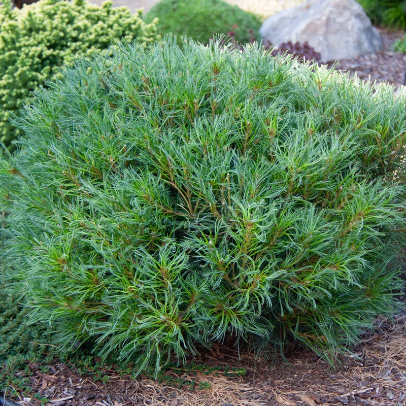 Mini Twists Eastern White Pine - Image 3