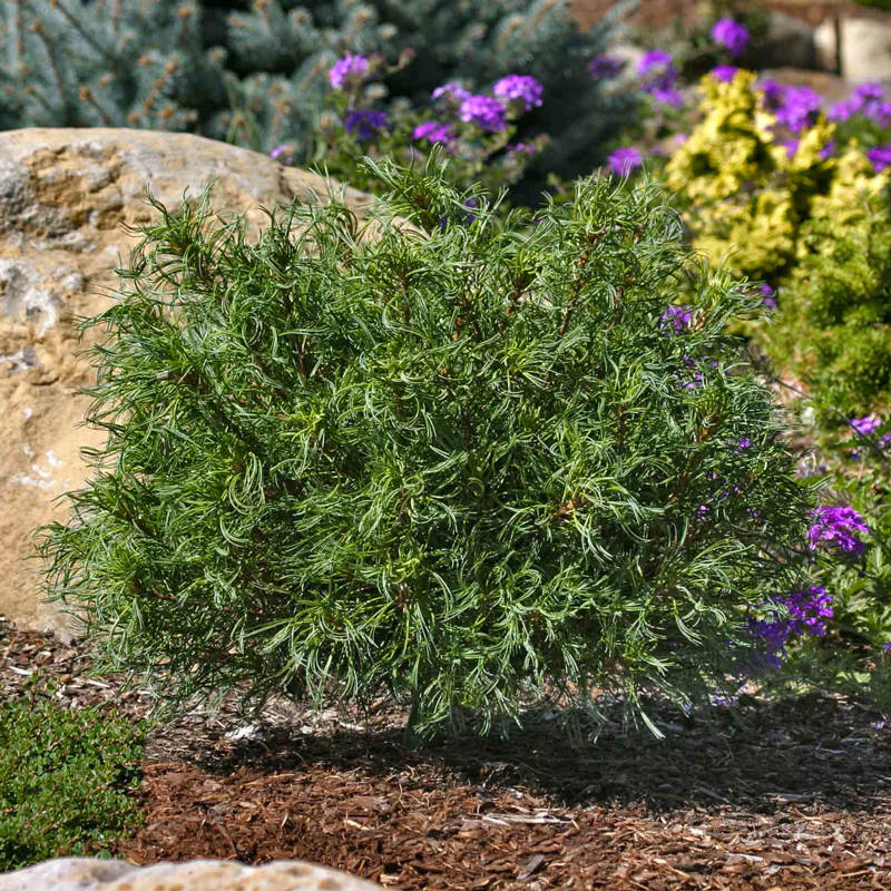Mini Twists Eastern White Pine - Image 4