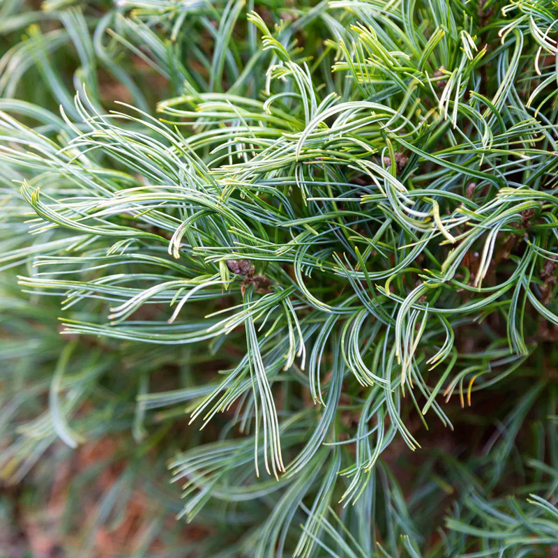 Mini Twists Eastern White Pine - Image 5