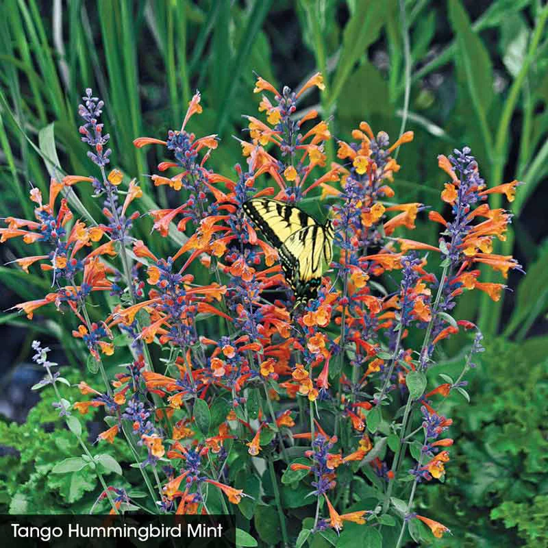 Hummingbird Mint Collection - Image 3