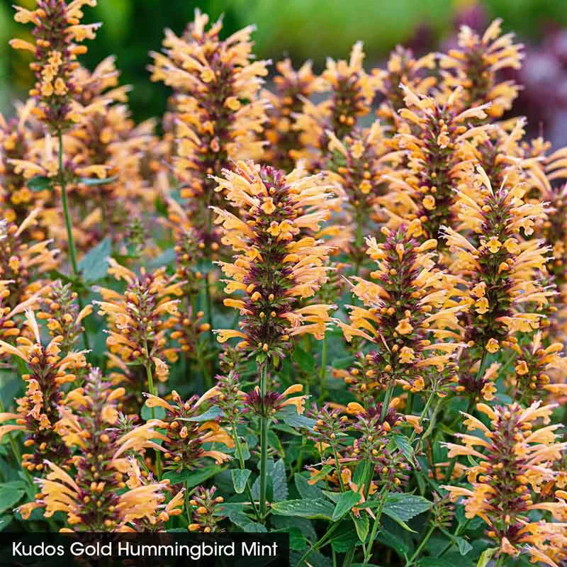 Hummingbird Mint Collection - Image 4