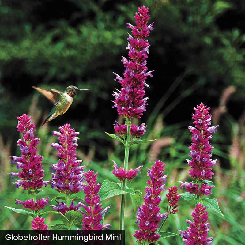 Hummingbird Mint Collection - Image 5