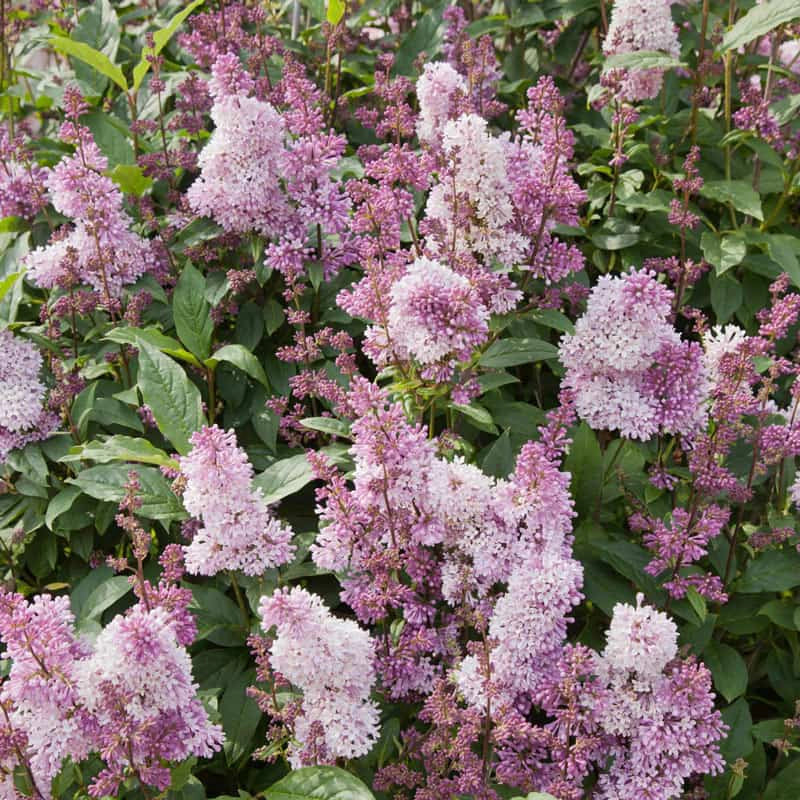 Minuet Lilac Hedge - Image 2
