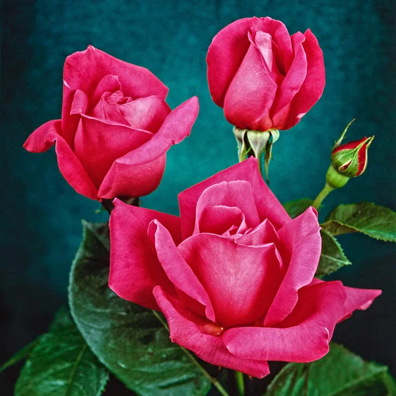 Miss All-American Beauty Hybrid Tea Rose - Image 2