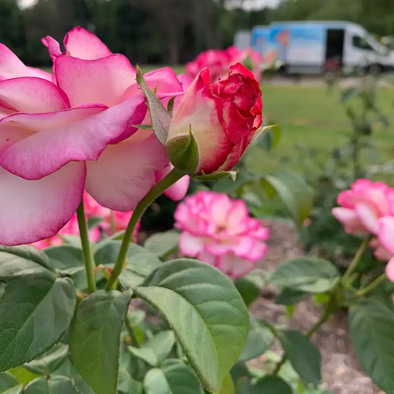 Miss Congeniality™ Grandiflora Rose - Image 10