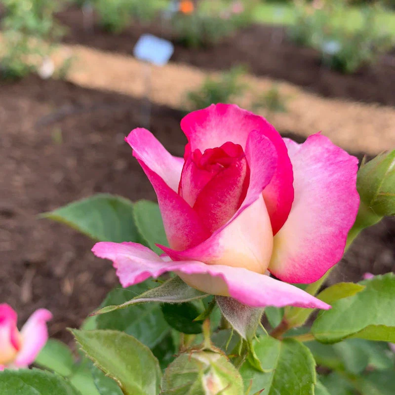 Miss Congeniality™ Grandiflora Rose - Image 11