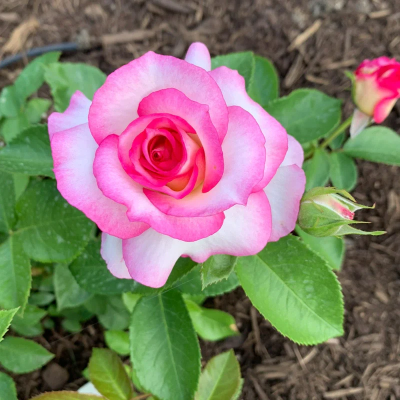 Miss Congeniality™ Grandiflora Rose - Image 12