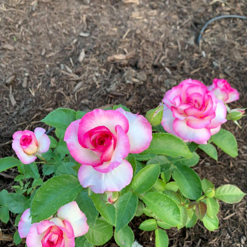 Miss Congeniality™ Grandiflora Rose - Image 13