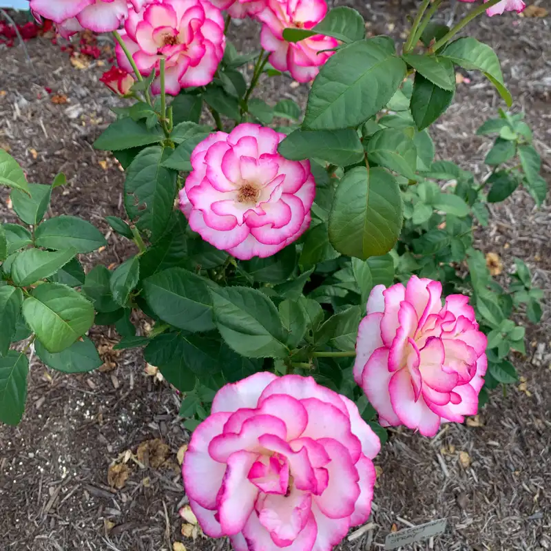 Miss Congeniality™ Grandiflora Rose - Image 14