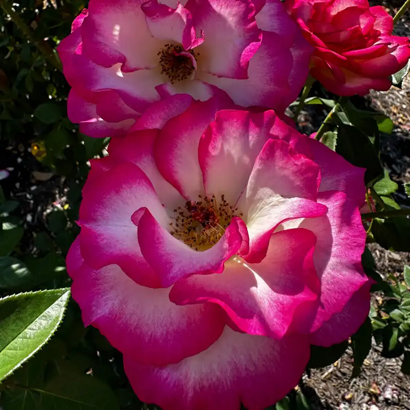 Miss Congeniality™ Grandiflora Rose - Image 15