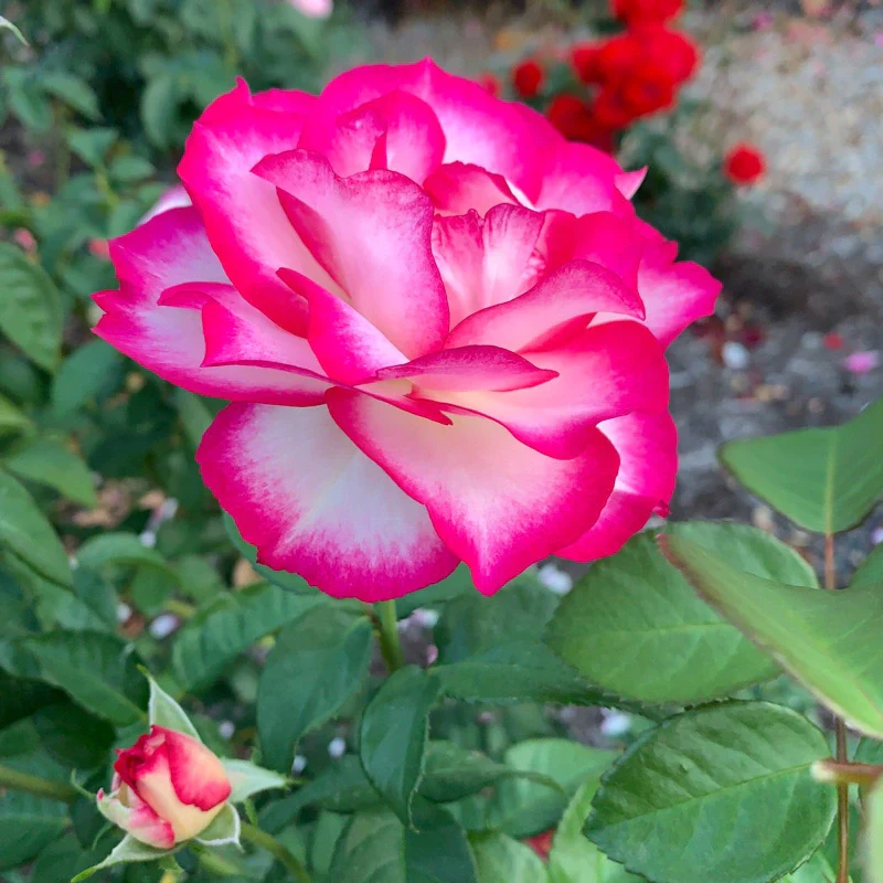 Miss Congeniality™ Grandiflora Rose - Image 16