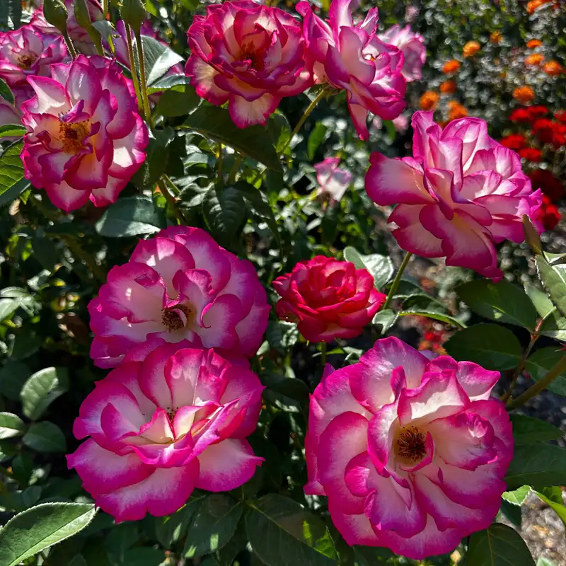 Miss Congeniality™ Grandiflora Rose - Image 17