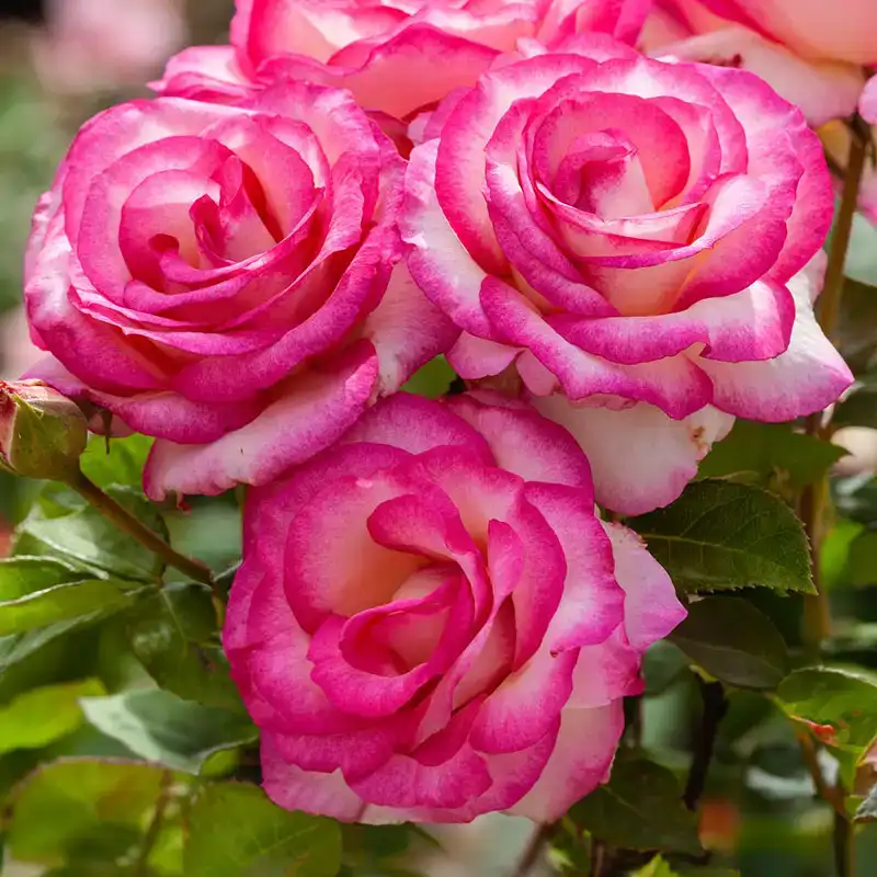 Miss Congeniality™ Grandiflora Rose - Image 3