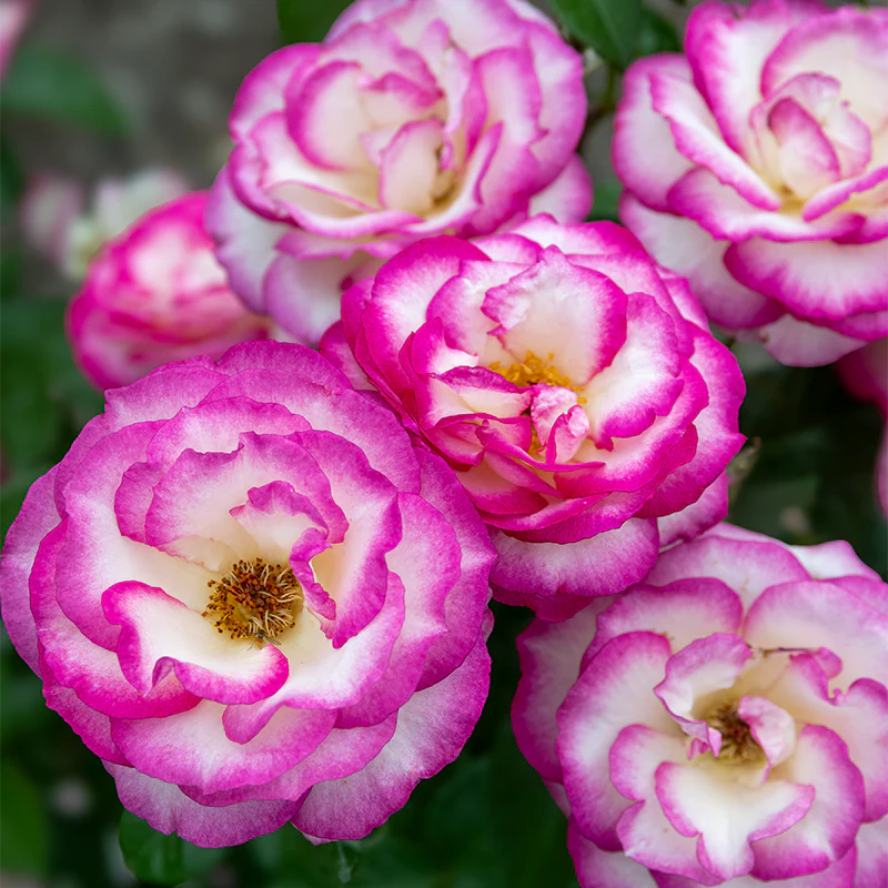 Miss Congeniality™ Grandiflora Rose - Image 4
