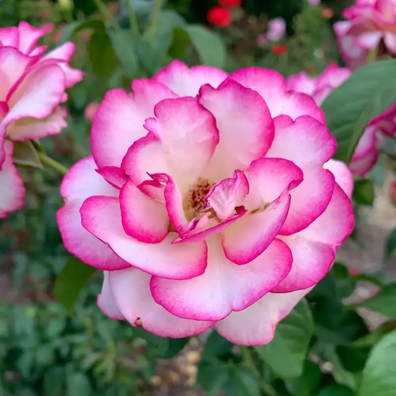 Miss Congeniality™ Grandiflora Rose - Image 5