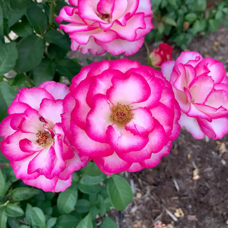 Miss Congeniality™ Grandiflora Rose - Image 6