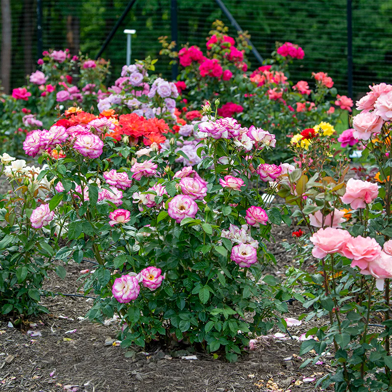 Miss Congeniality™ Grandiflora Rose - Image 7