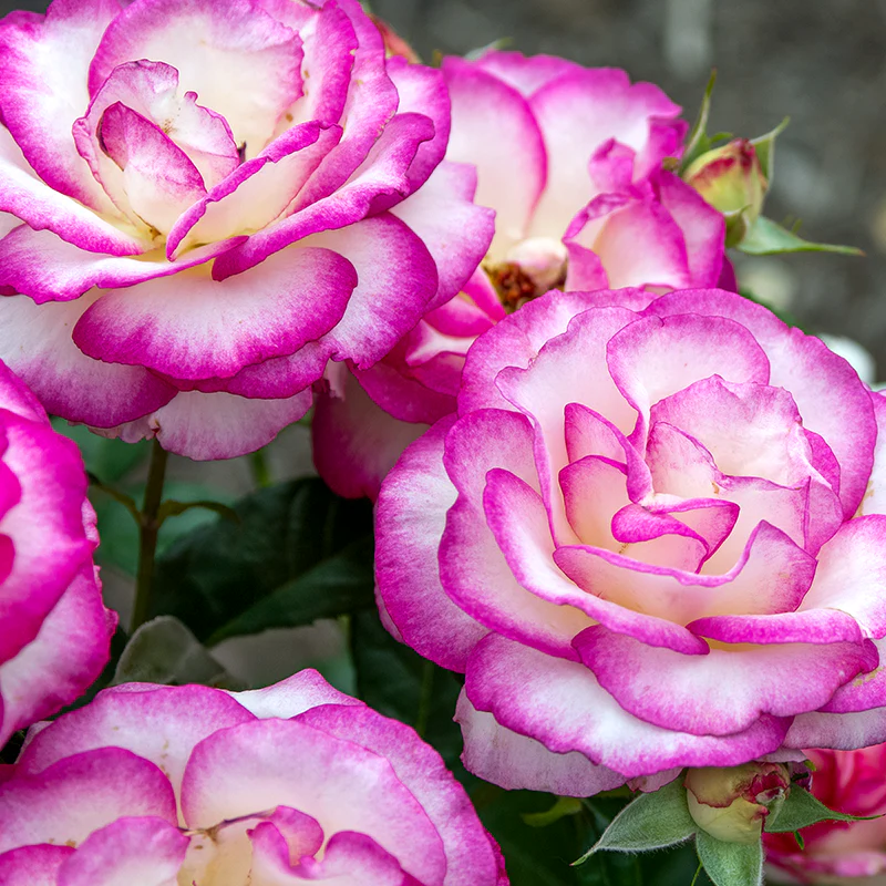 Miss Congeniality™ Grandiflora Rose - Image 8