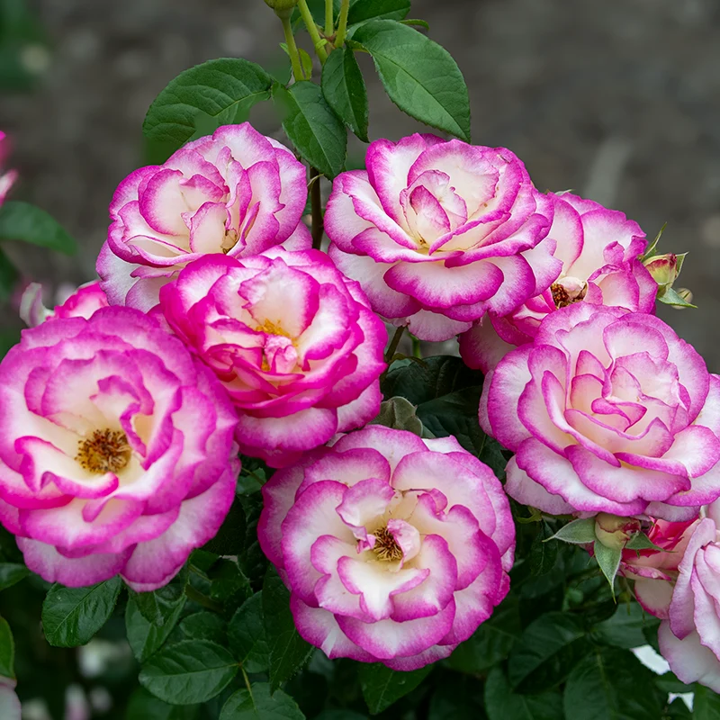 Miss Congeniality™ Grandiflora Rose - Image 9