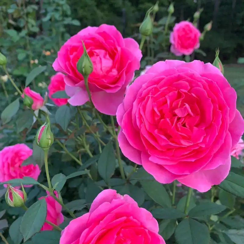 Miss Manners™ Grandiflora Rose - Image 3