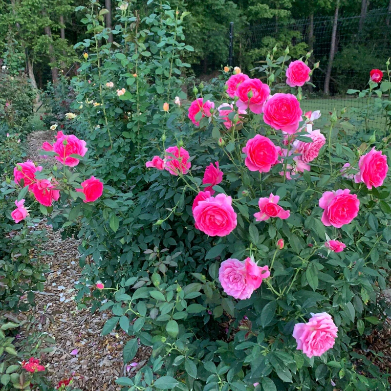 Miss Manners™ Grandiflora Rose - Image 4