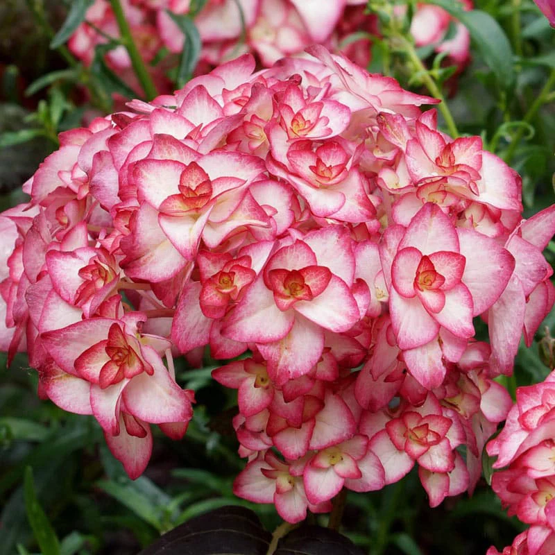 Miss Saori Hydrangea - Image 3