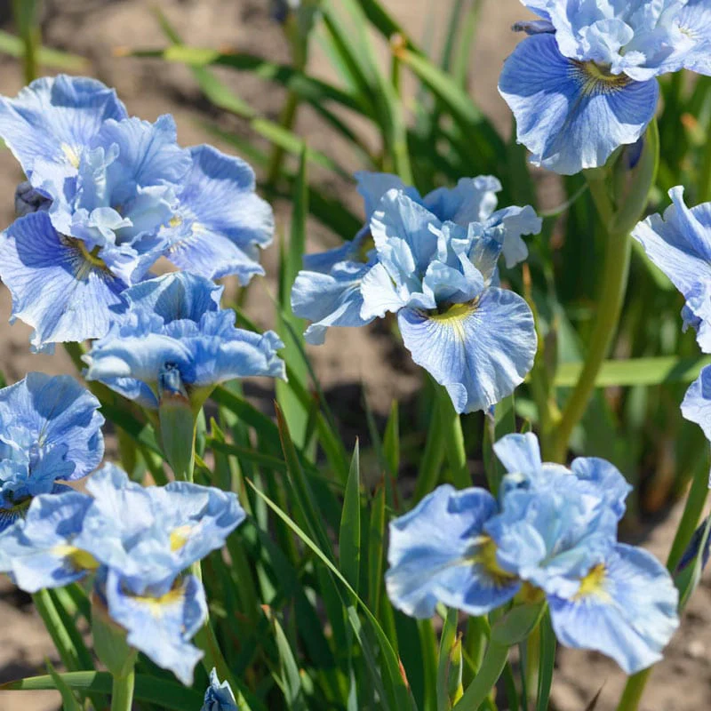 Mission Bay Siberian Iris - Image 2