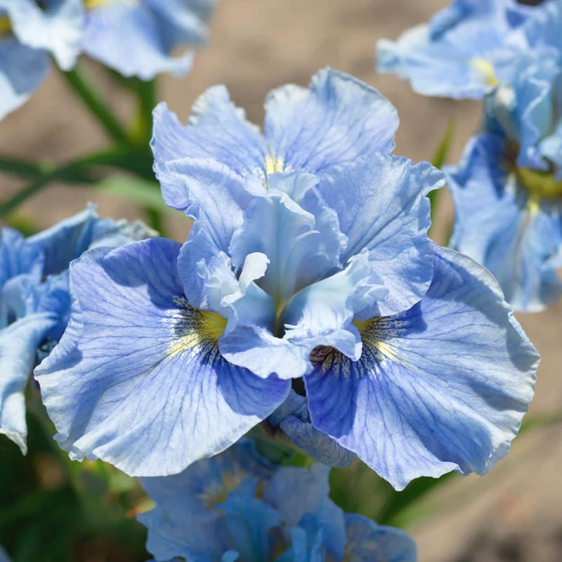 Mission Bay Siberian Iris - Image 3
