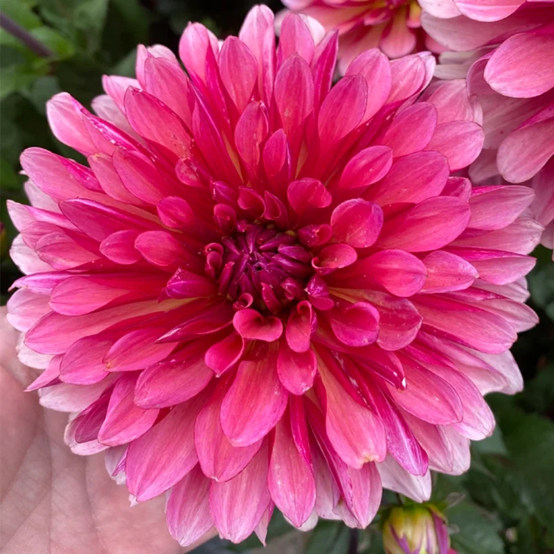 Missis Dutch Dahlia - Image 2