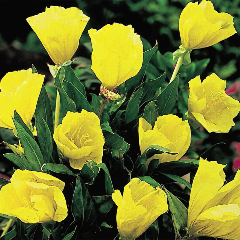 Missouri Evening Primrose - Image 3