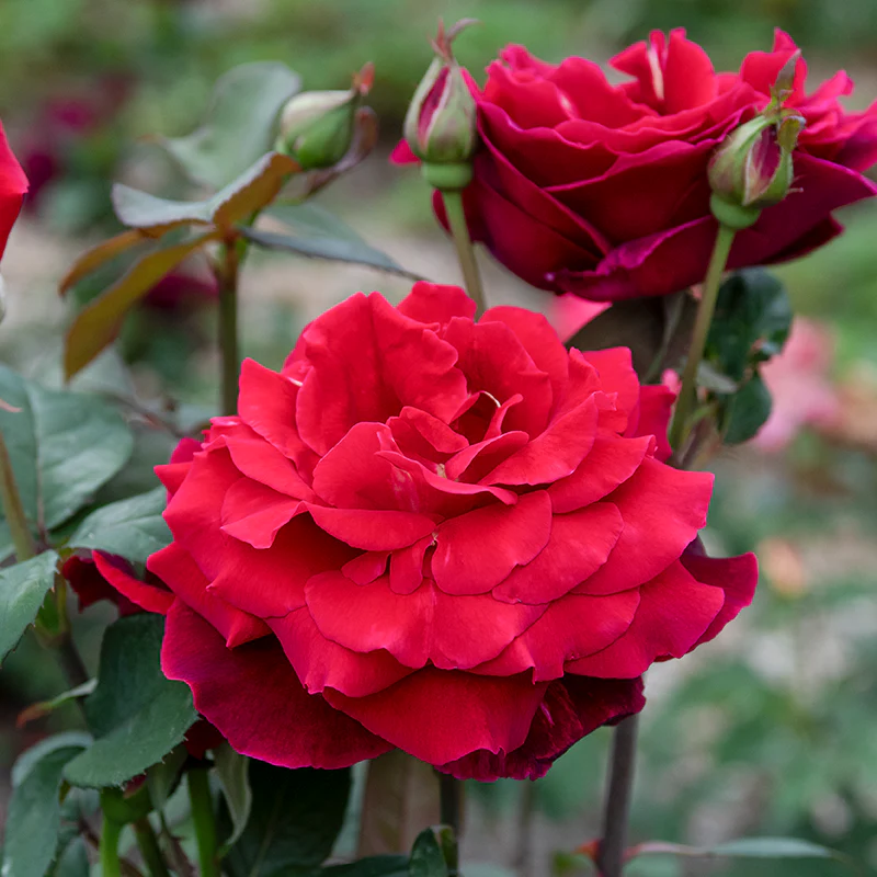Mister Lincoln Hybrid Tea Rose - Image 2